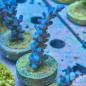 Preview: Acropora Blau